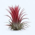 Tillandsia ionantha red XL - planta de aer rosie