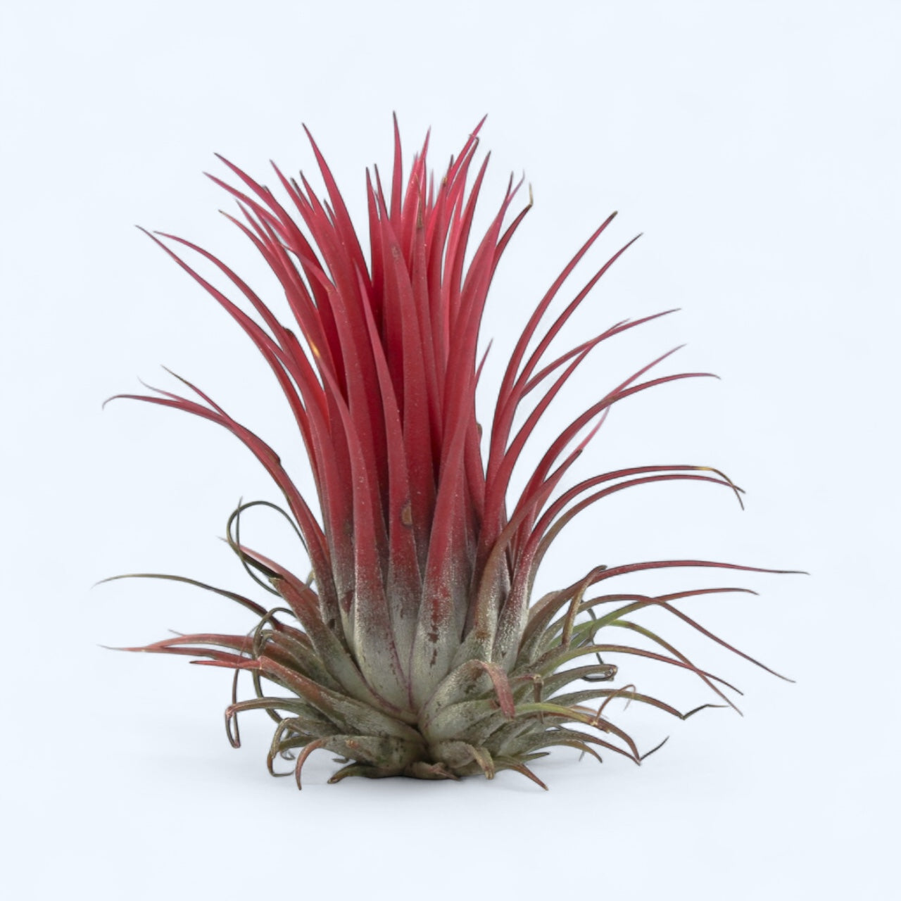 Tillandsia ionantha red XL - planta de aer rosie