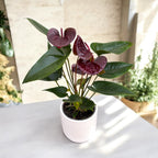 Anthurium ‘Essencia' s dekoračnou maskou a samo-zavlažovacím systémom, jednoduchá starostlivosť