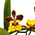 Oncidium eurycline (Gomesa croesus)