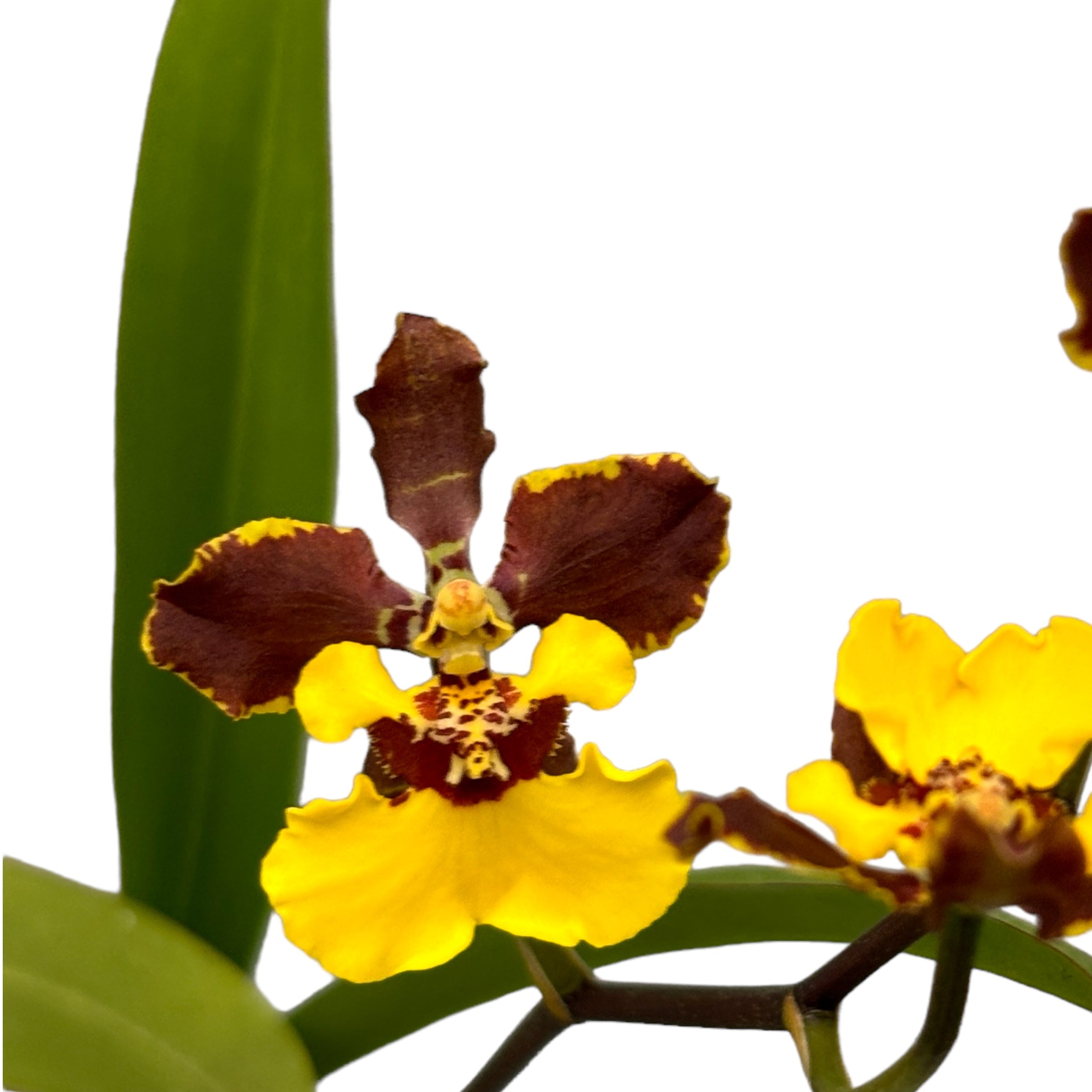Oncidium eurycline (Gomesa croesus)