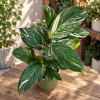 Calathea 'Glaza'