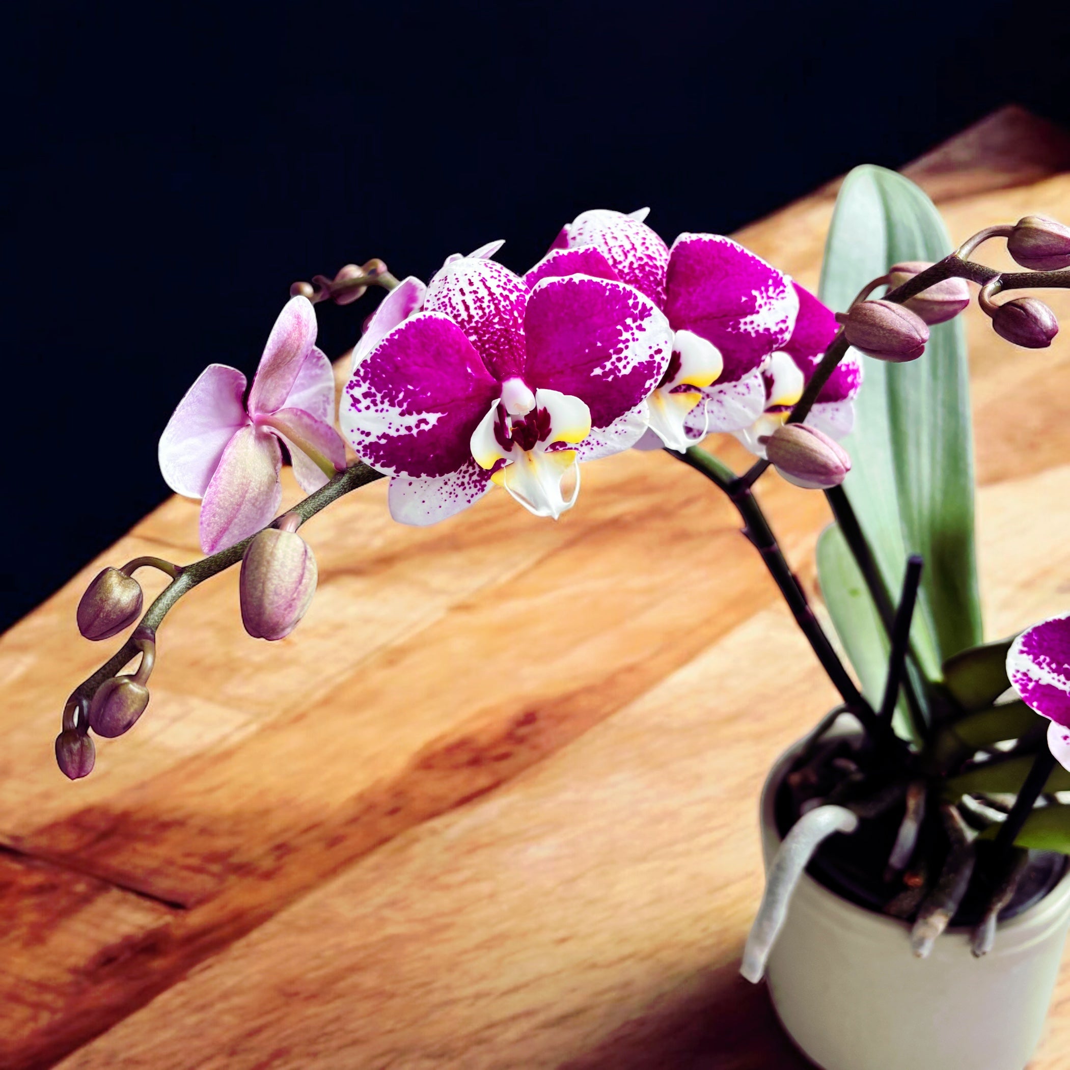 Phalaenopsis Anthura Barcelona (Free Spirit) - eleganta naturala, exemplare ramificate