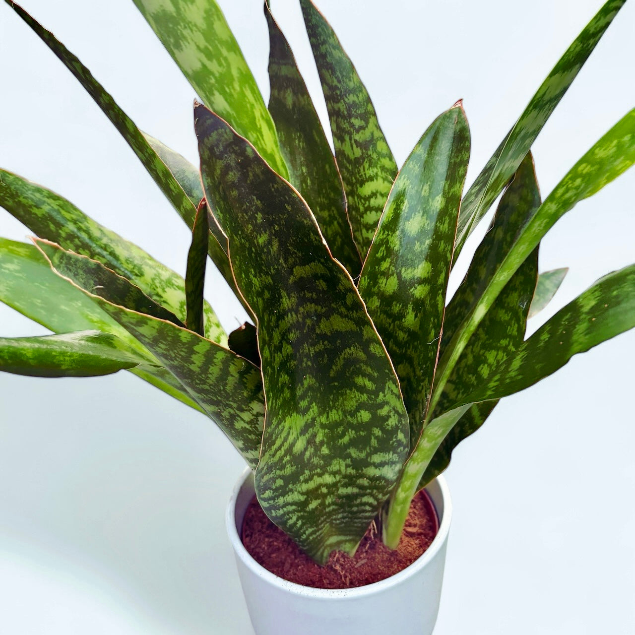 snake plant jaboa Sansevieria 'Aubrytiana Jaboa' – Secret Garden Plant Shop