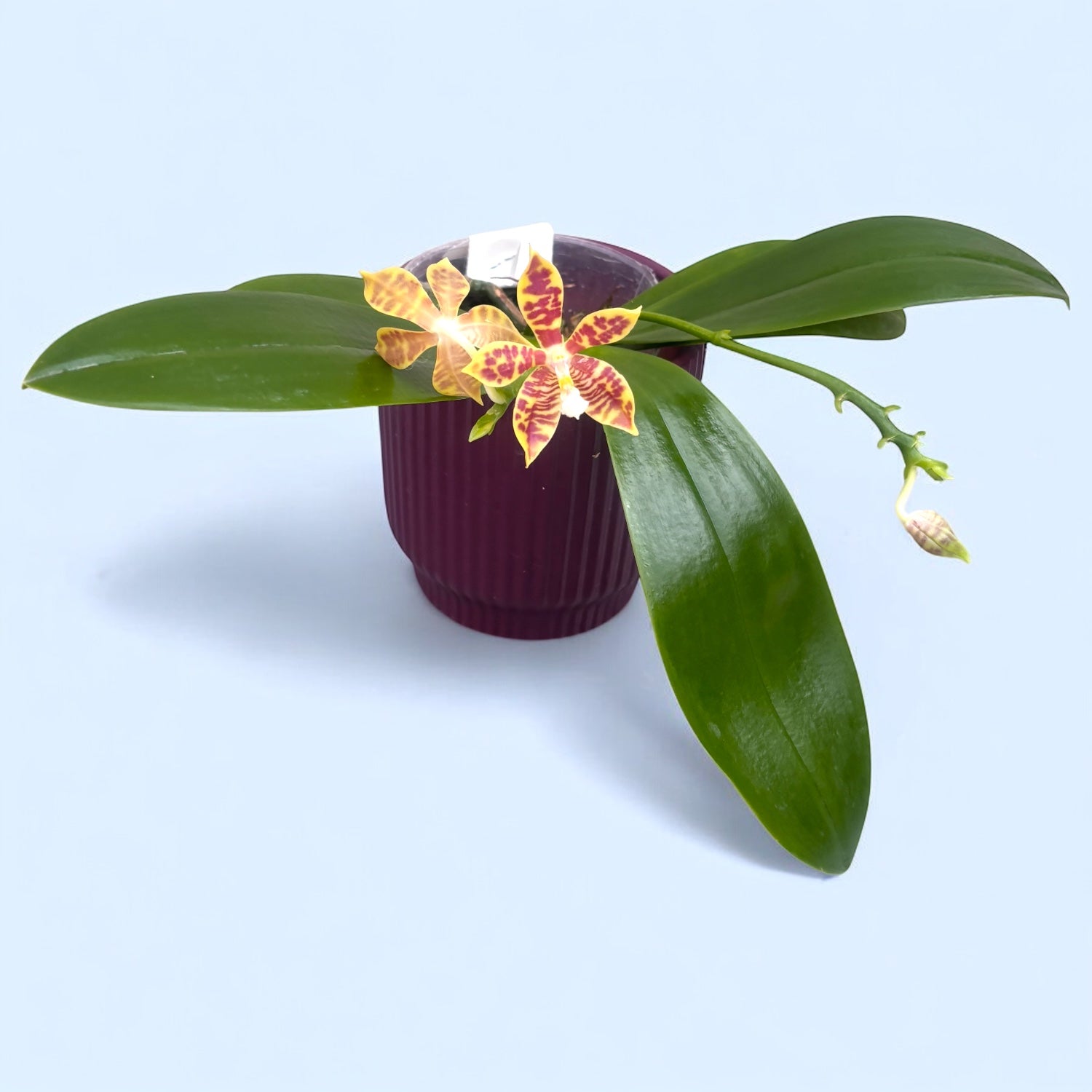 Phalaenopsis Almanis (mannii × tetraspis)