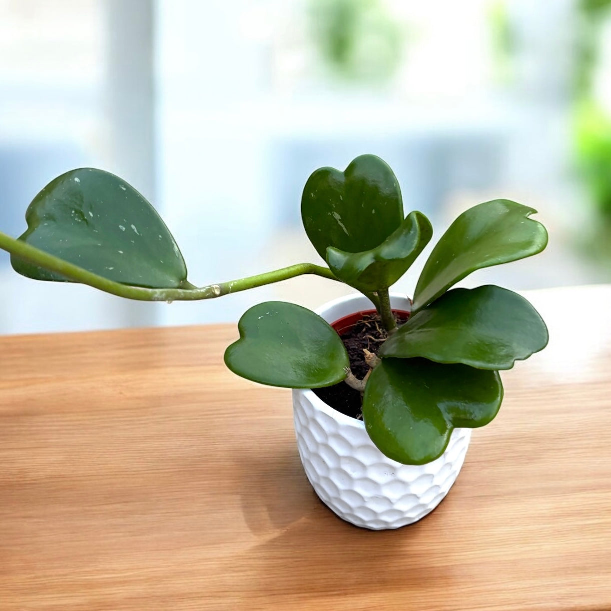 Hoya kerrii - frunze in forma de inima