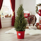 Picea glauca conica H80-85 cm - Weihnachtsbaum im Topf