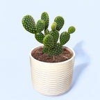 Opuntia microdasys var. pallida „Uszy Królika”