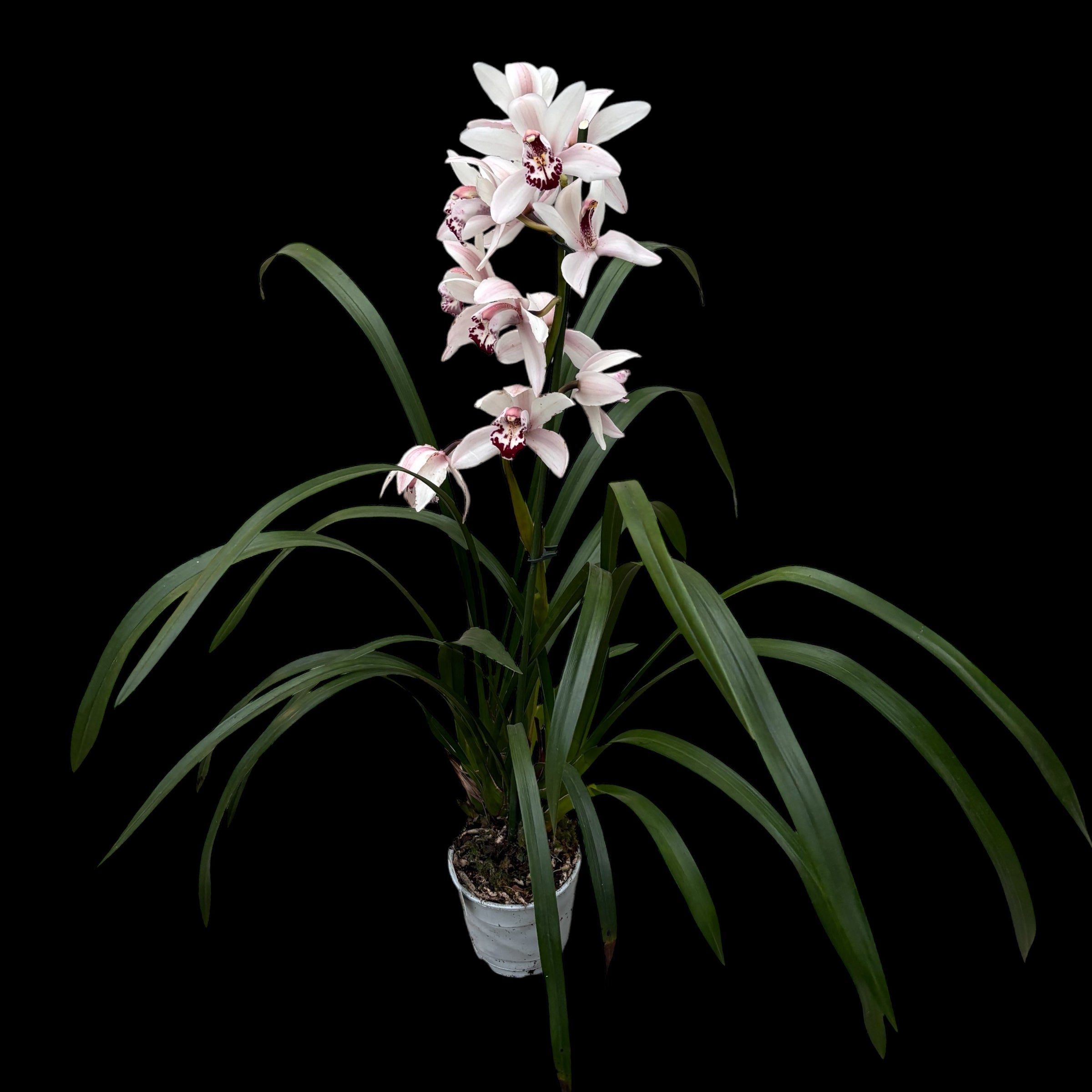Cymbidium Lady Brazil