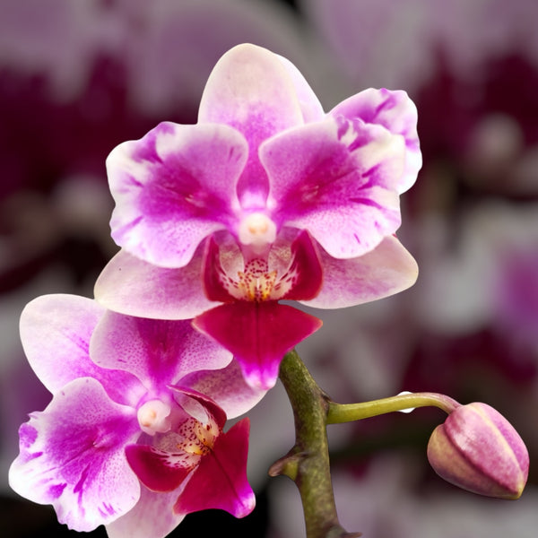 Phalaenopsis Pico Brother Sweetheart (pelorisch)