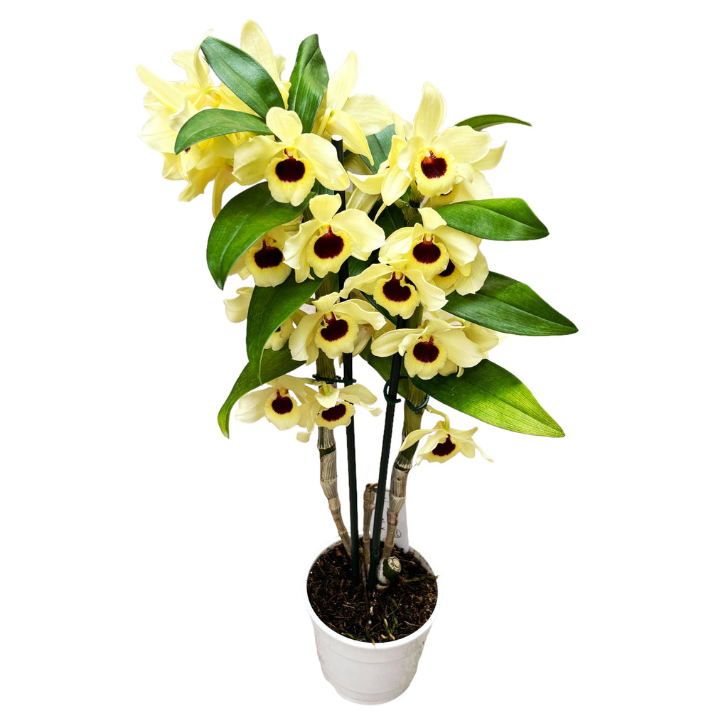 Dendrobium Golden Blossom