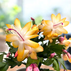 Schlumbergera 'Thor Sophia' (Cactus de Noël jaune) 2pp