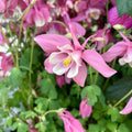 Aquilegia caerulea Pink (caldarusa de munte roz)