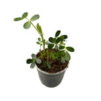 Arachis hypogaea (Pianta di Arachidi)