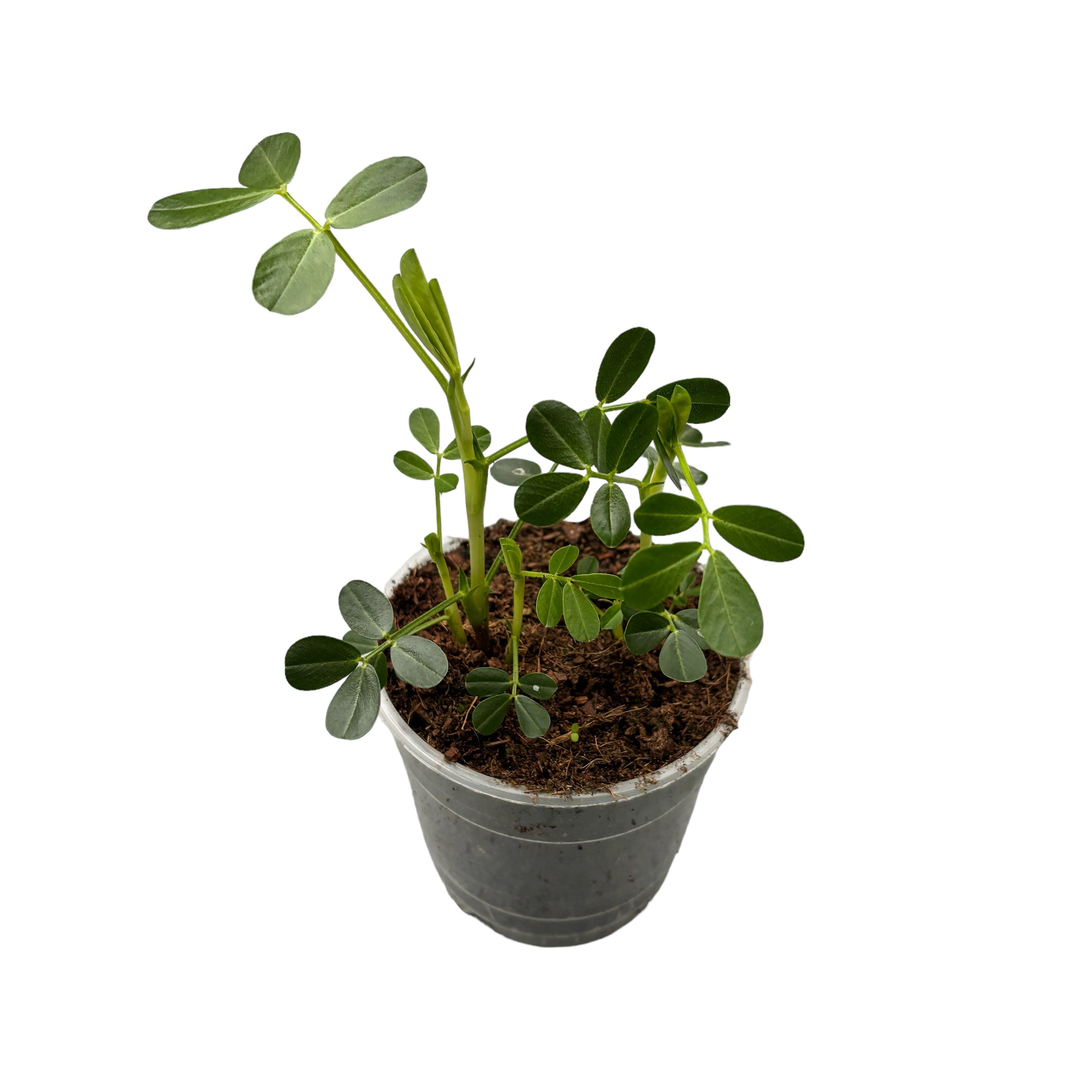 Arachis hypogaea (Peanut Plant)