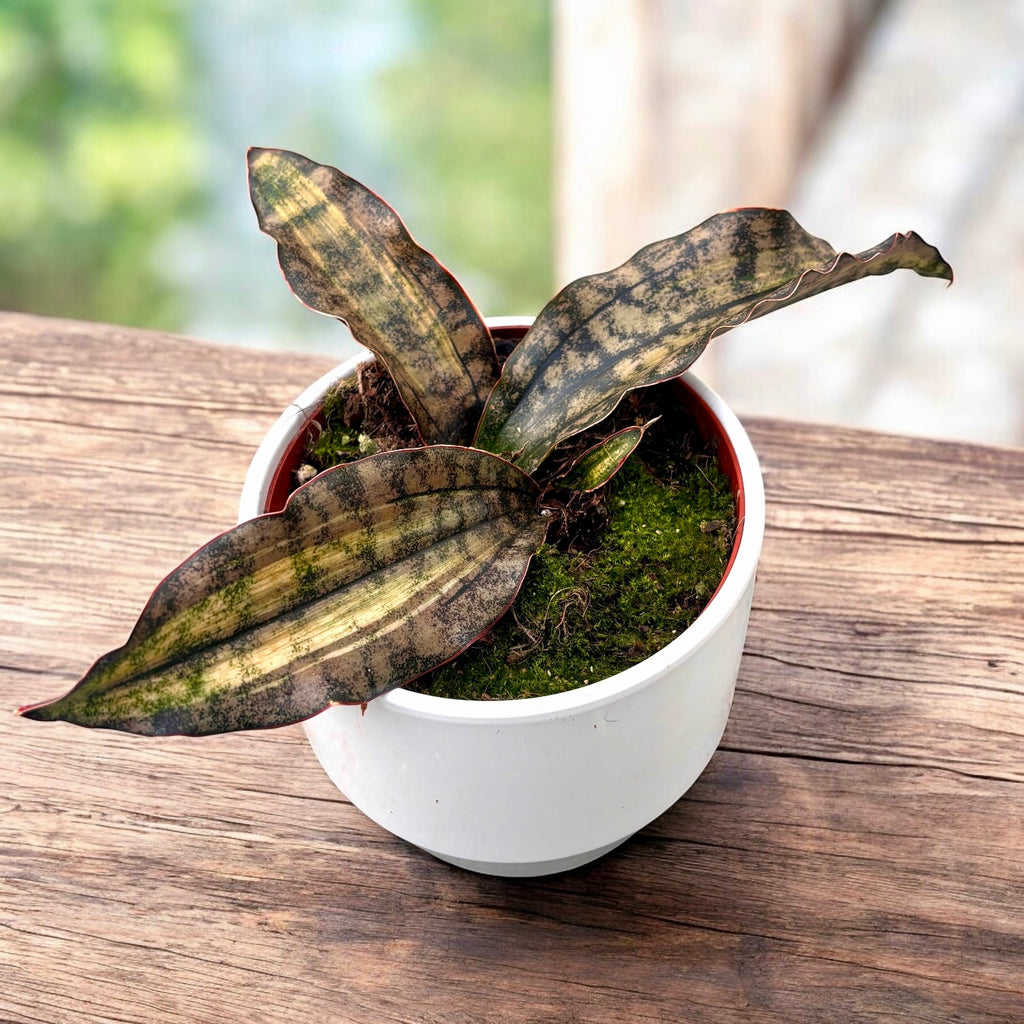 Sansevieria kirkii ‘Coppertone Variegata’