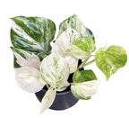 Epipremnum aureum ‘Manjula’ (Happy Leaf) 3-4 plante/ghiveci