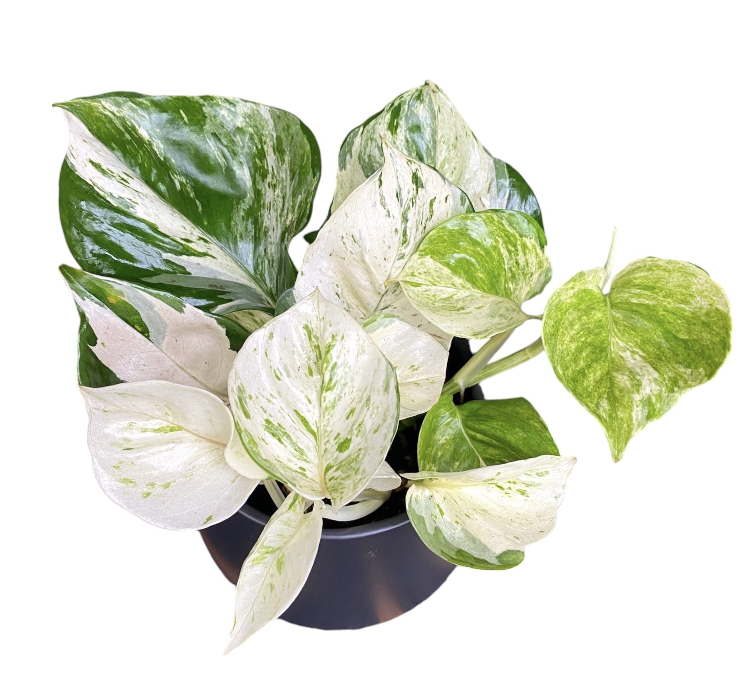 Epipremnum aureum ‘Manjula’ (Happy Leaf) 3-4 plante/ghiveci