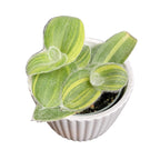 Tradescantia Sillamontana Variegata babyplant