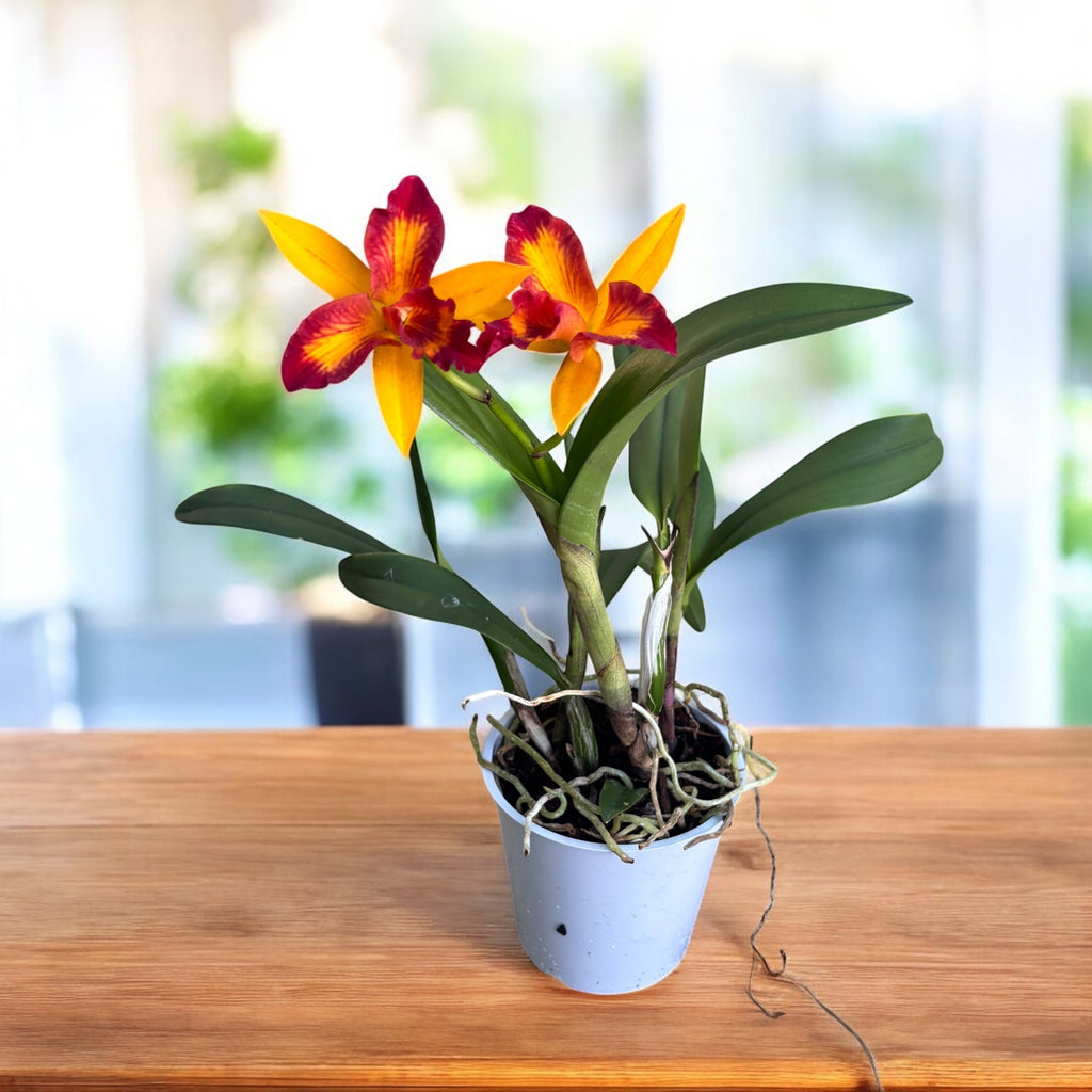 Rlc. Tzeng-Wen Queen - parfumée