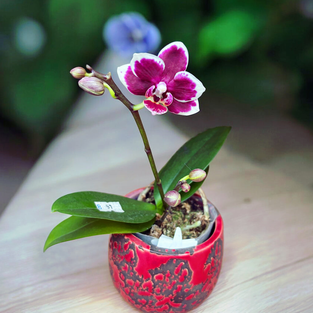Phalaenopsis I-Hsin Agra '503'