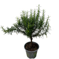 Rozmarin in ghiveci - Rosmarinus officinalis (Bio organic)
