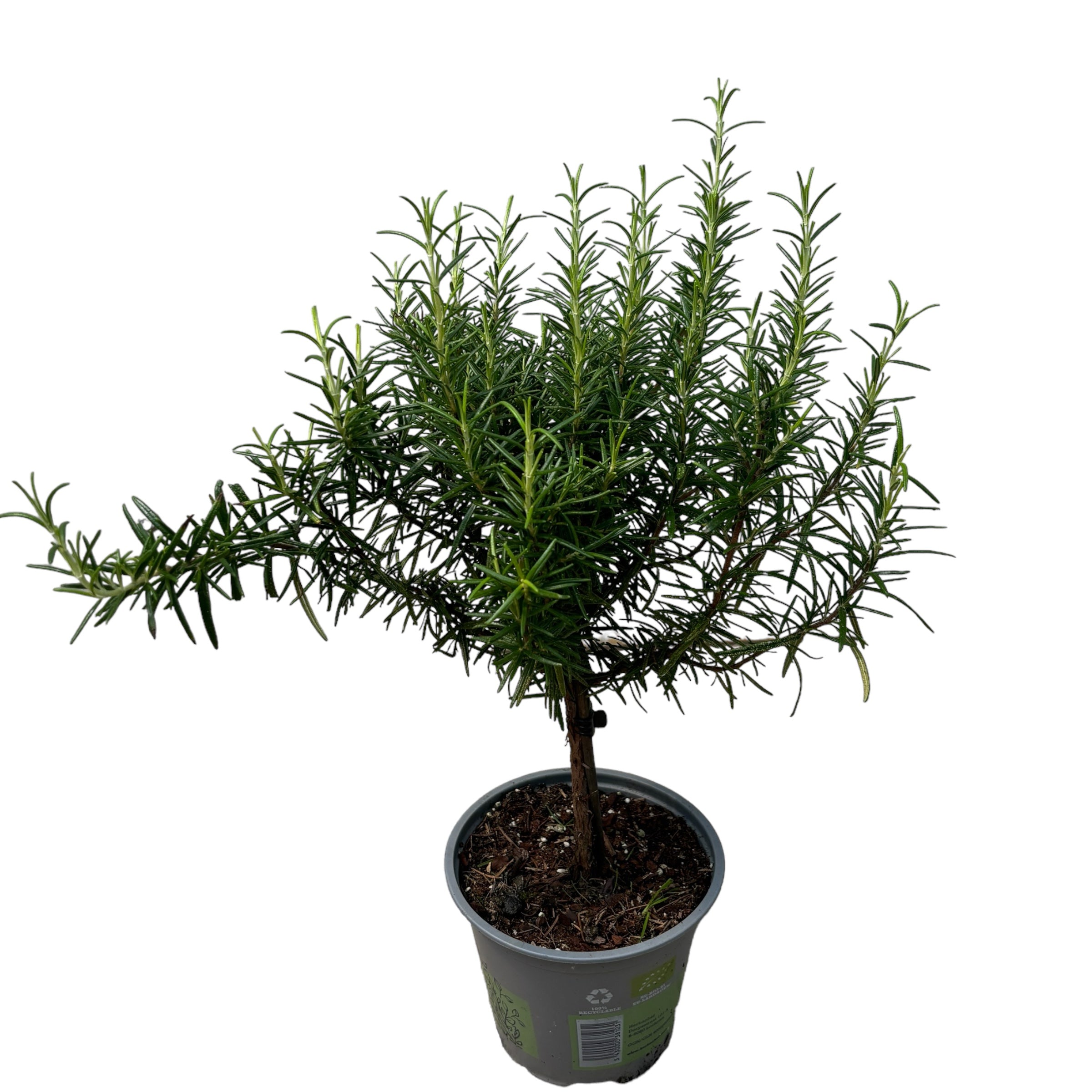 Rozmarin in ghiveci - Rosmarinus officinalis (Bio organic)