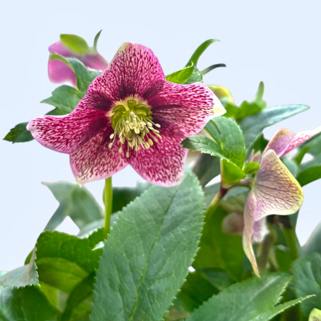 Helleborus orientalis ‘Viv Eloisa’ XL  – spanz hibrid cu flori bordo-purpurii, rezistent la frig