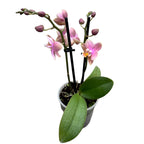 Phalaenopsis Aromio Oriental *parfumata D9
