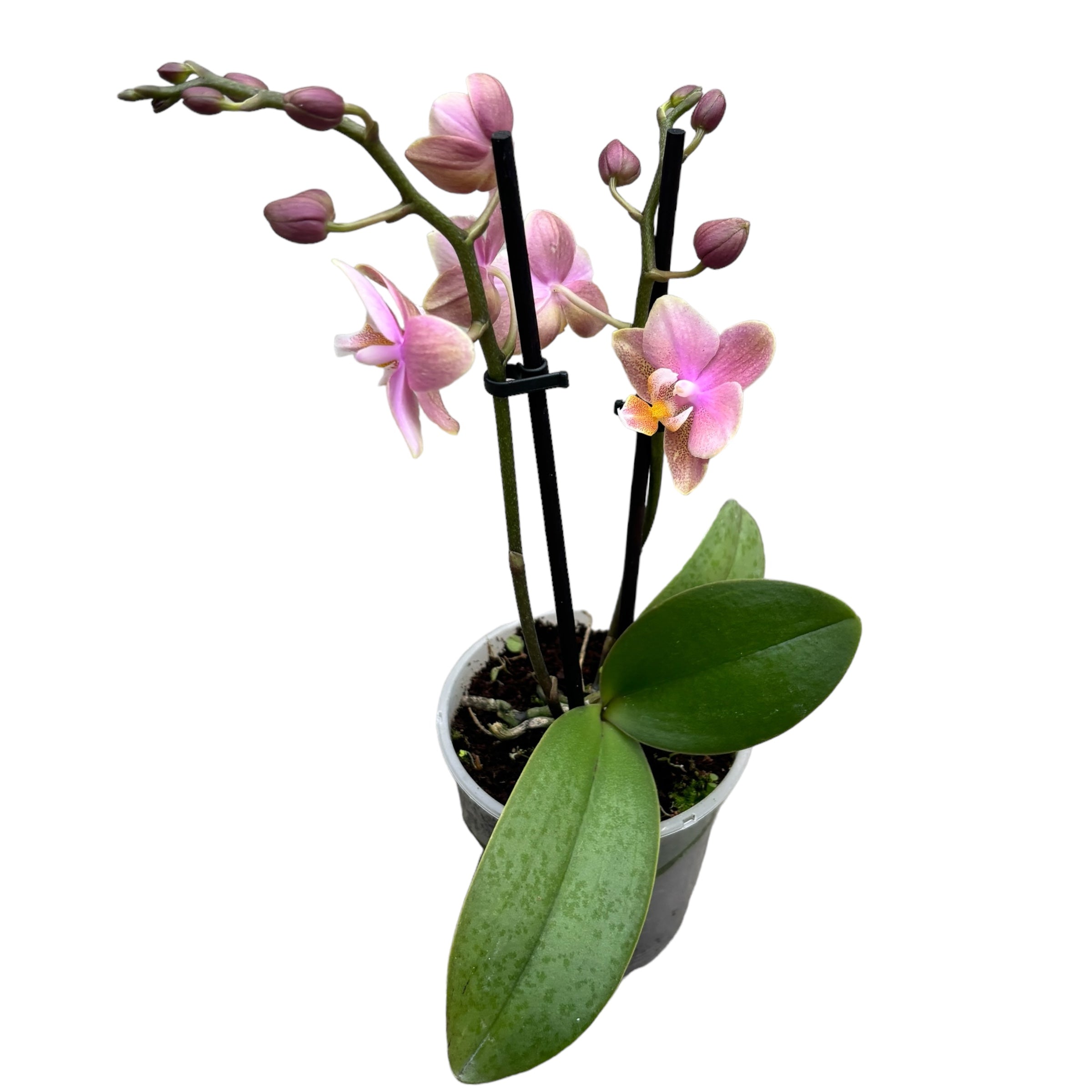 Phalaenopsis Aromio Oriental *parfumée D9