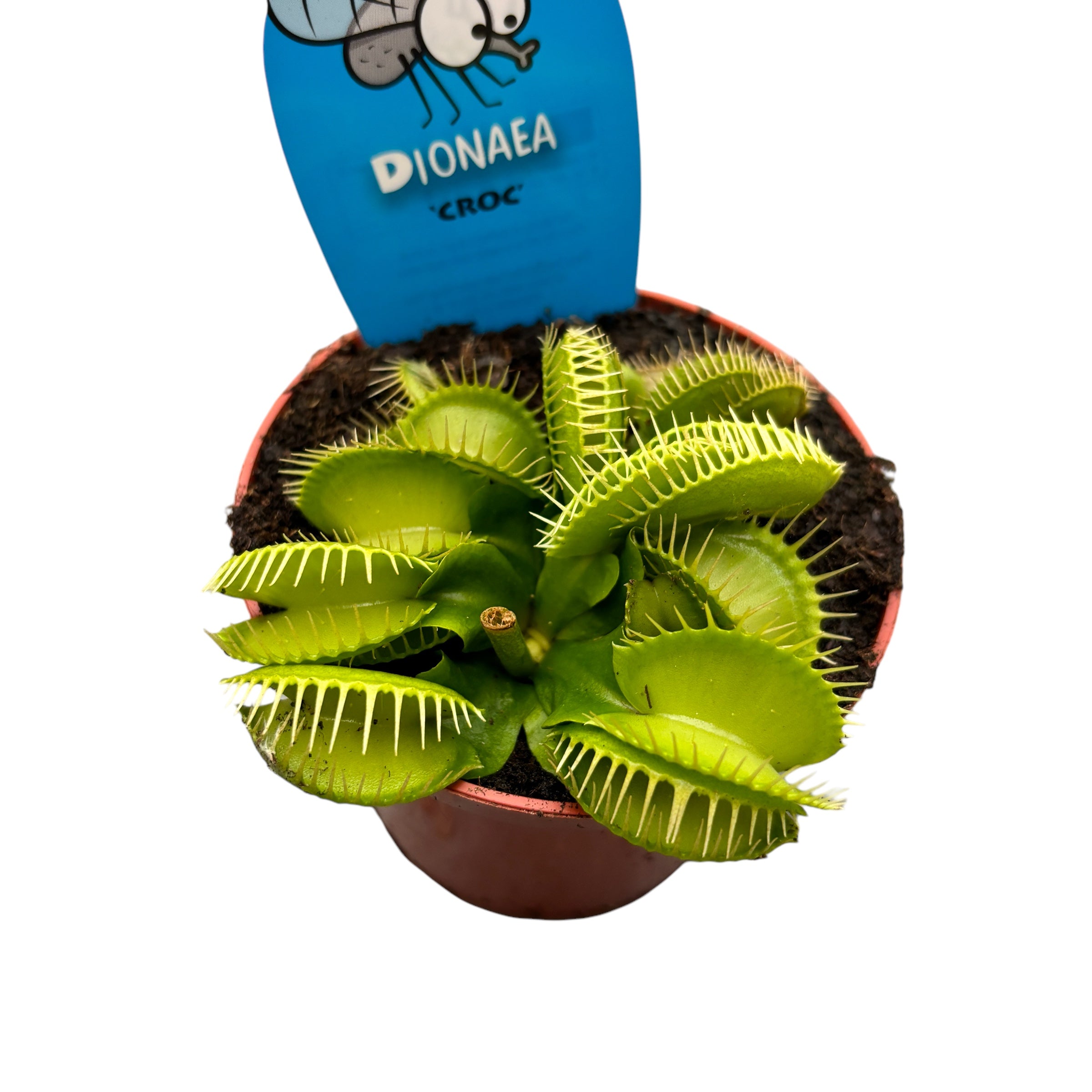 Dionaea Muscipula ‘Croc’ (Venus Flytrap) - O planta carnivora de exceptie