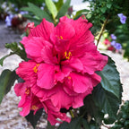 Hibiscus rosa-sinensis - Japonska vrtnica z dvojno rožnato cvetjo