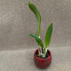 Rlc. Dorpshoofd Triomf