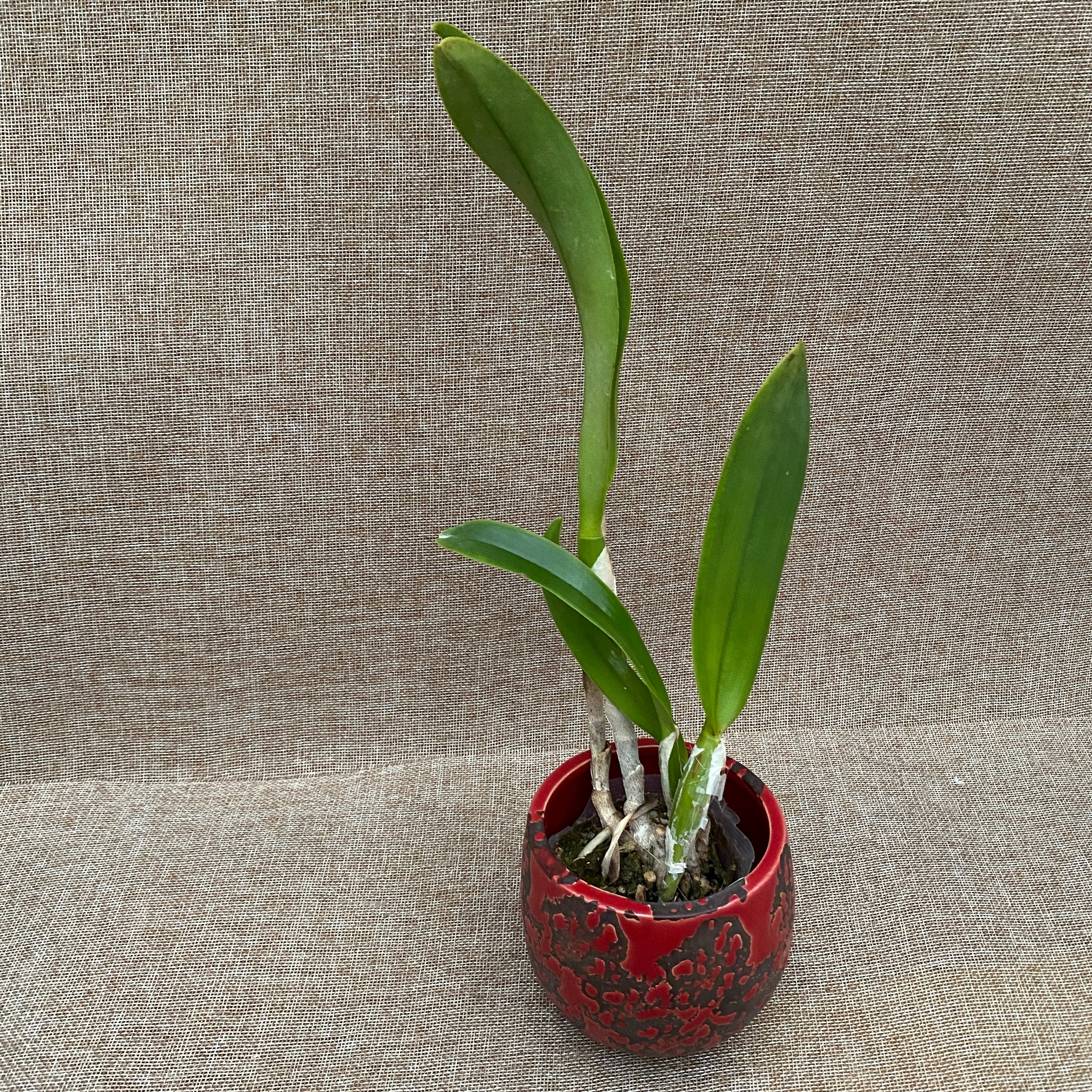 Rlc. Dorfchef Triumph