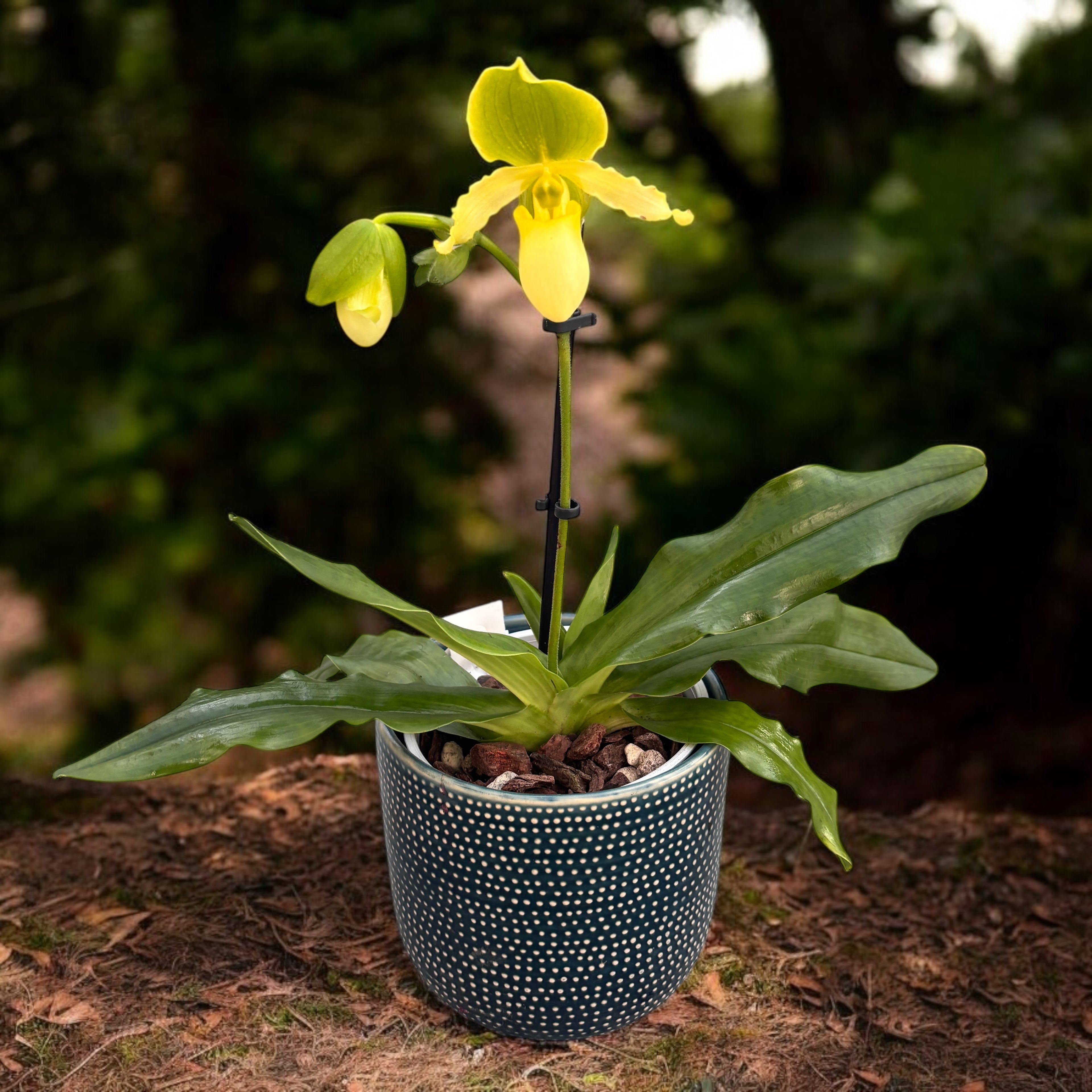 Paphiopedilum primulinum (secvential/multiflower)
