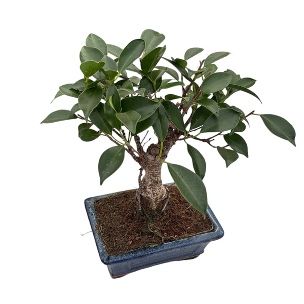 Bonsai Ficus Retusa