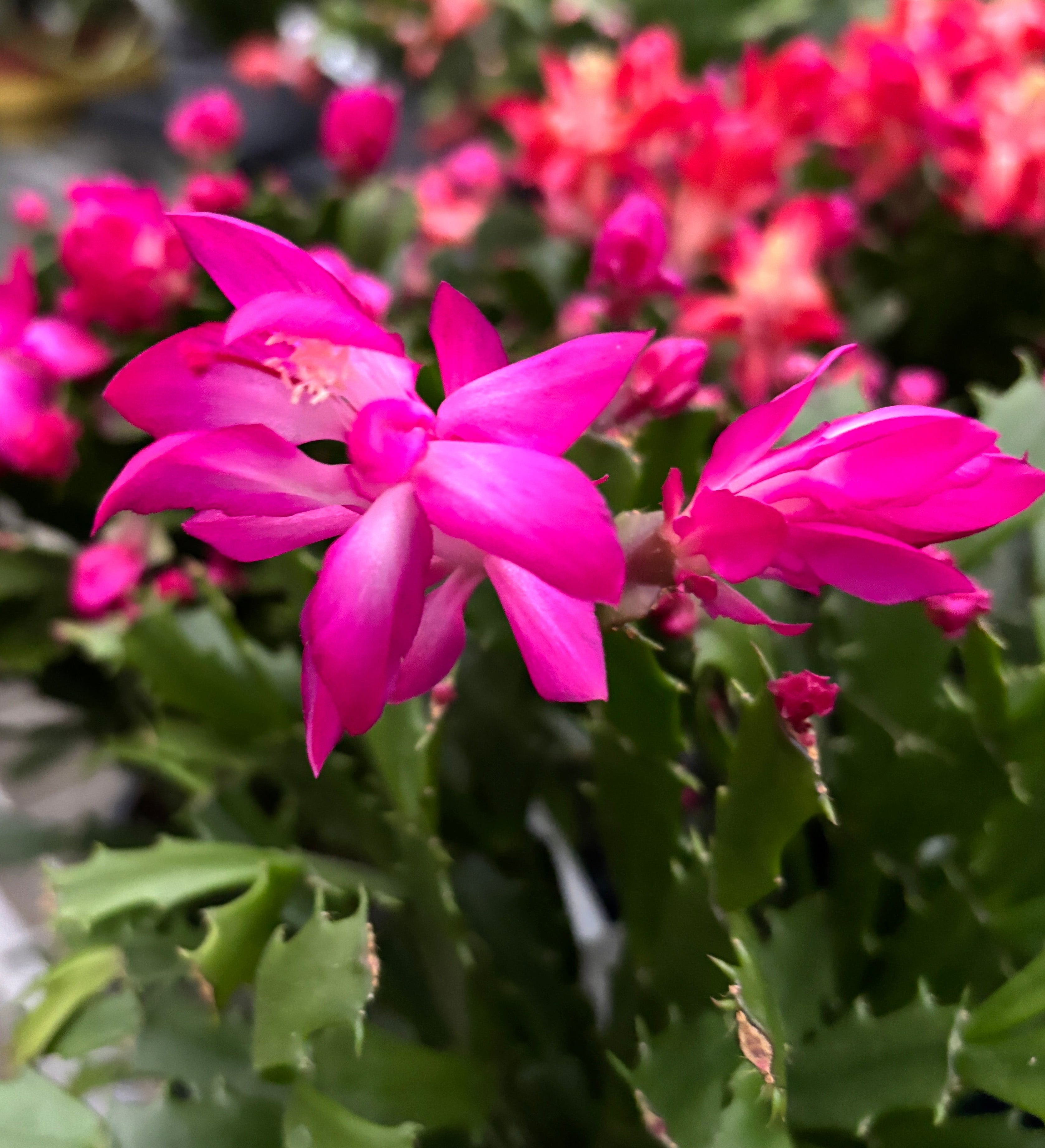 Schlumbergera 'Thor Wild Cactus Pink' 6pp