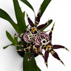 Oncidium (Cyrtocidium) Holm’s Wizard var. #04 - voňavý!