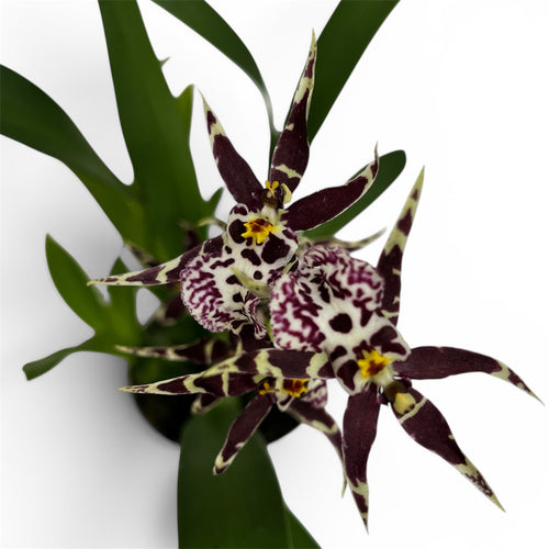 Oncidium Holm’s Wizard var. #04 - intenzivno mirisni cvjetovi