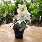 Helleborus Niger Christmas Carol (Trandafirul Craciunului, Spanz)