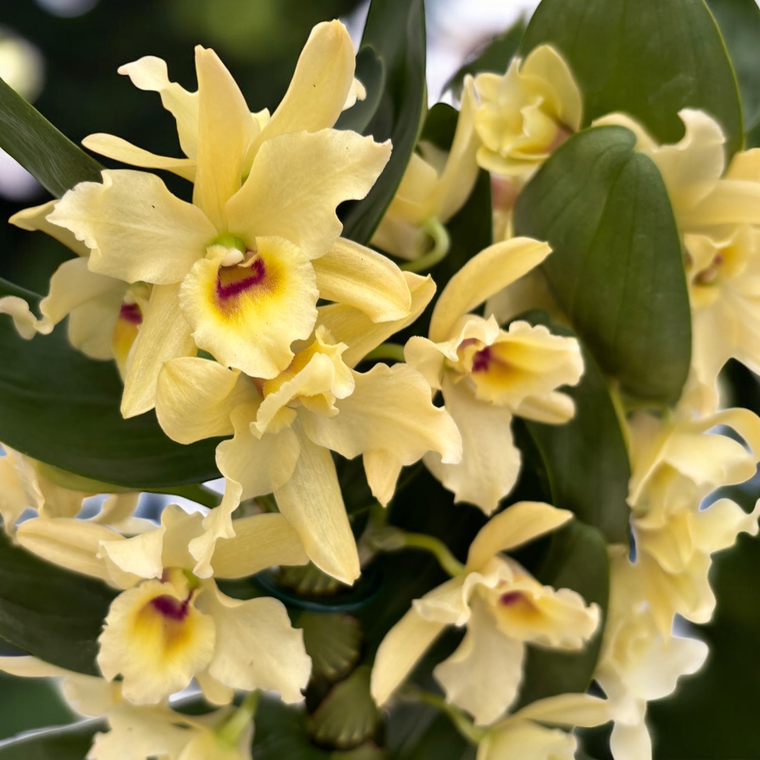 Dendrobium Yellow Magic 'Festival'