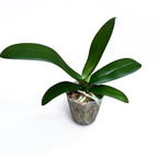 Phalaenopsis Charming Angelina '1201' (Big Lip)