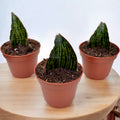 Sansevieria Cleopatra