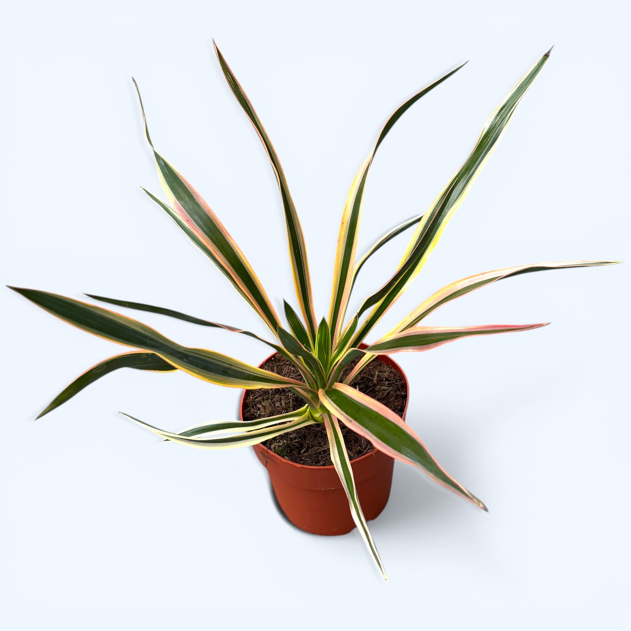Garden yucca - yucca gloriosa variegata