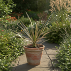 Garten-Yucca – Yucca gloriosa „Variegata“