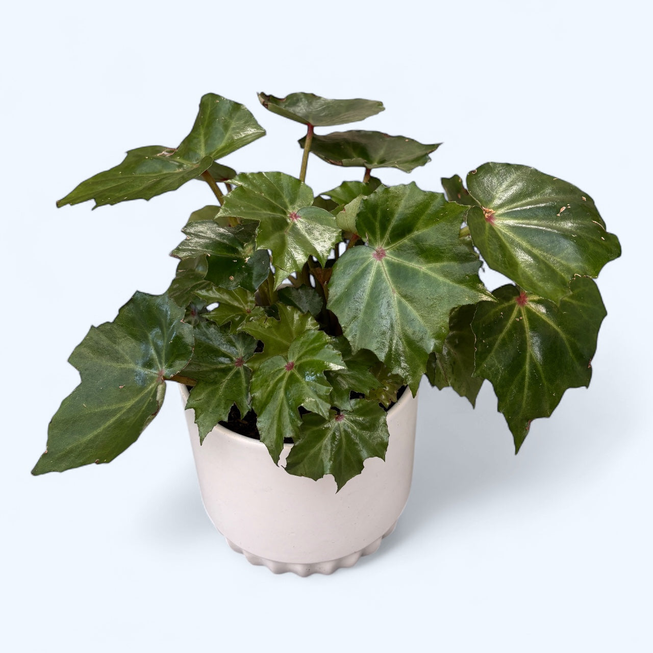 Begonia rex Rubi Verde