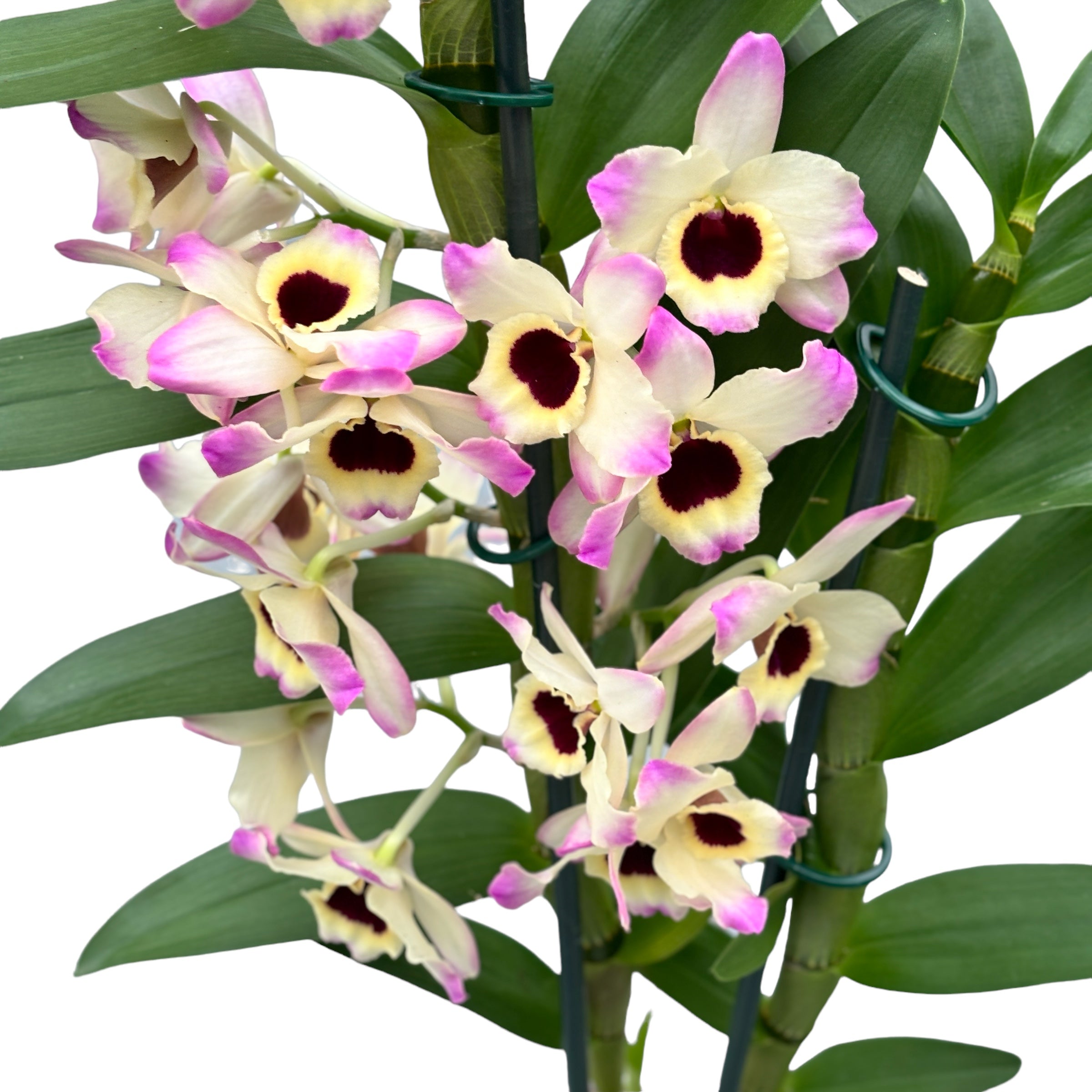 Dendrobium Sunny Eyes *fragrant