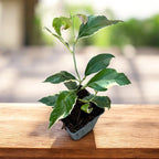 Lamai Meyer cu frunze si fructe variegate - Citrus 'Meyer Variegata'