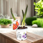 Bulbi de lalele cu floare bicolora - Tulipa 'Flair'