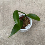 Vanilla Planifolia - Orhideea de vanilie